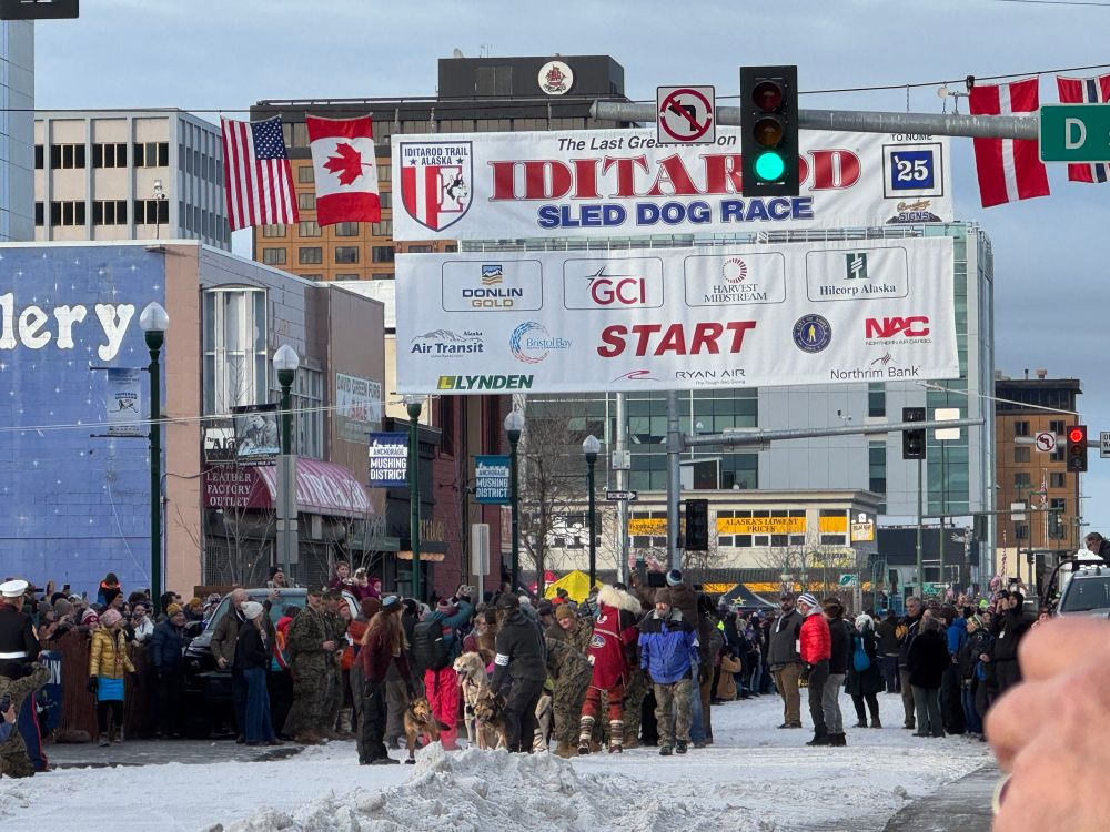 A photo of the Iditarod ceremonial starting line on 4th Street in Anchorage. The official start banner goes across the street above a team of dogs and a musher getting ready to start. One dog in front is leaping forward and up in their harness, ready to run. 
