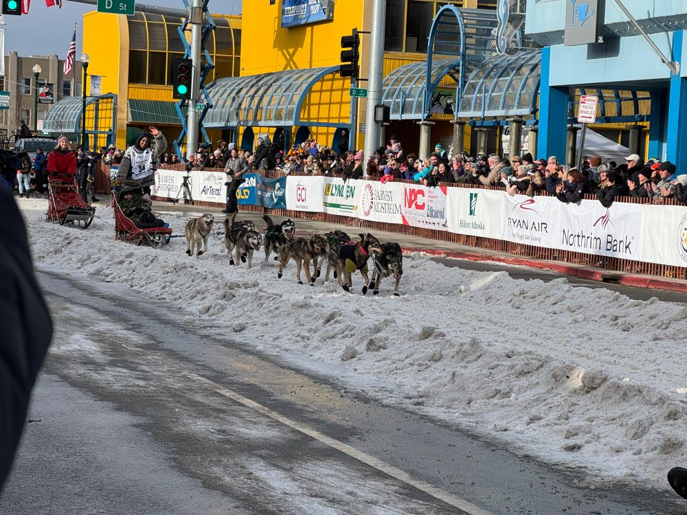 From the Iditarod ceremonial start in Anchorage, musher Emily Ford and a team of Alaskan huskies head down 4th Street on a narrow path of snow. The dogs are running happily and Emily is smiling and waving to the watching crowd from her sled.