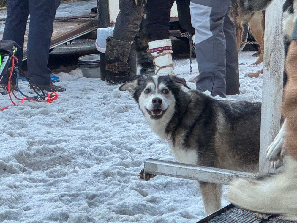Pepé, an Alaskan husky who has black, gray, and white fur, with a white stripe down between her eyes, waits expectantly by the dog truck to be harnessed up for the Iditarod ceremonial start. 