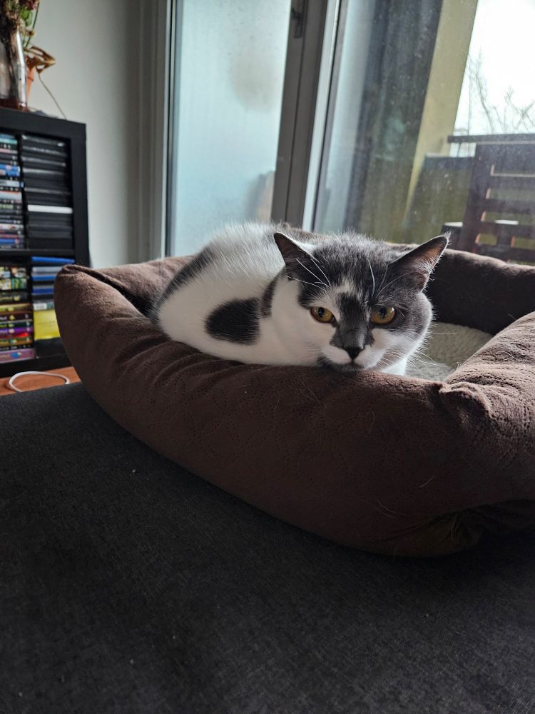 Grey and white cat giving the stink eye