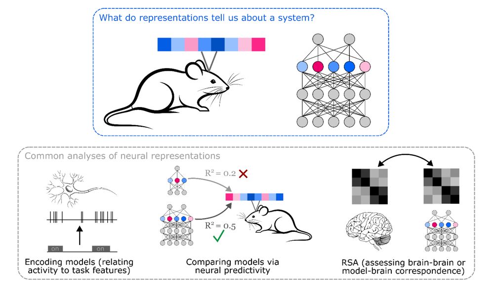 What do representations tell us about a system? Image of a mouse with a scope showing a vector of activity patterns, and a neural network with a vector of unit activity patterns
Common analyses of neural representations: Encoding models (relating activity to task features) drawing of an arrow from a trace saying [on_____on____] to a neuron and spike train. Comparing models via neural predictivity: comparing two neural networks by their R^2 to mouse brain activity. RSA: assessing brain-brain or model-brain correspondence using representational dissimilarity matrices