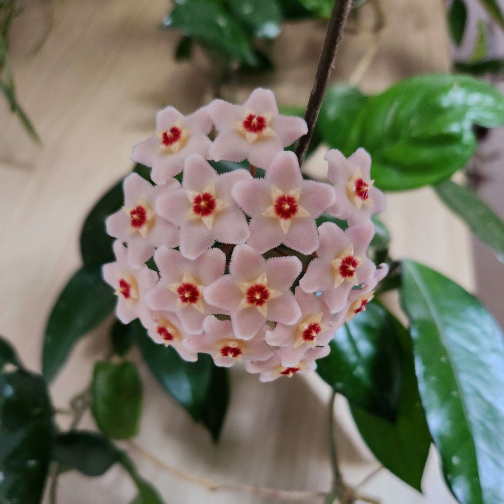hoya flowers