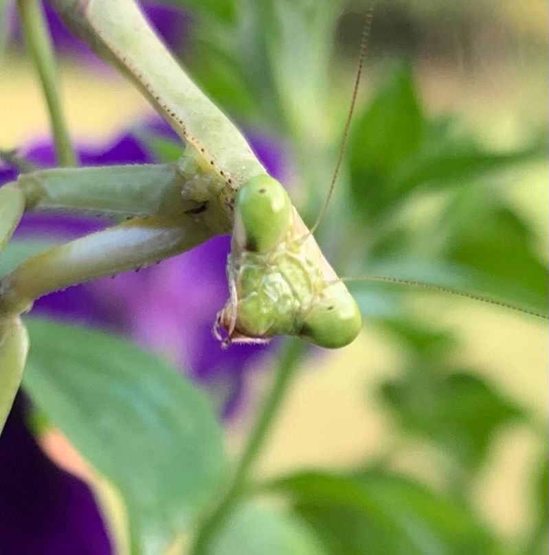 Close-up of praying mantis’s head with mouthparts clearly visible.