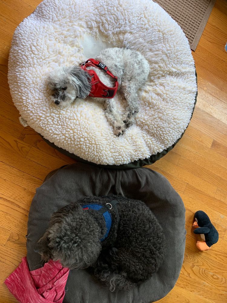 Two dog beds, one large white one and one smaller black one. A small white dog is on the white bed and a larger black dog is on the black bed.