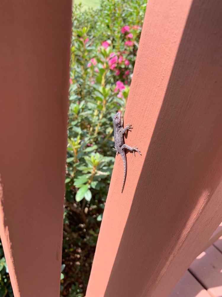 Tiny lizard with scaly gray skin clinging to deck rail