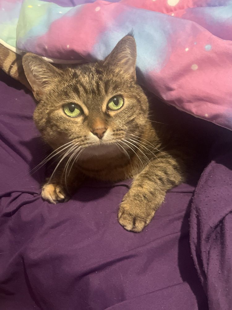 A tabby cat with green eyes poking out from under a blanket