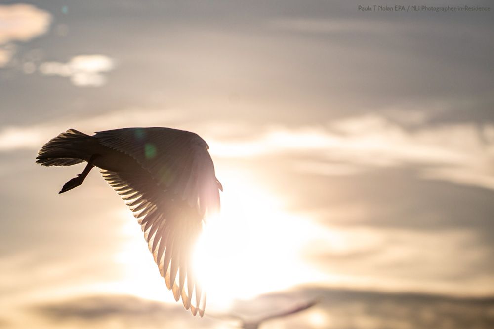 The wings of a seagull golden in the light from the setting sun as it flies over the Clontarf Estuary.