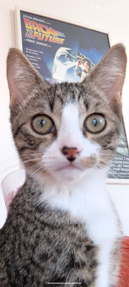 Lumie, a kitten we were fostering before recently getting adopted. He is very cute.