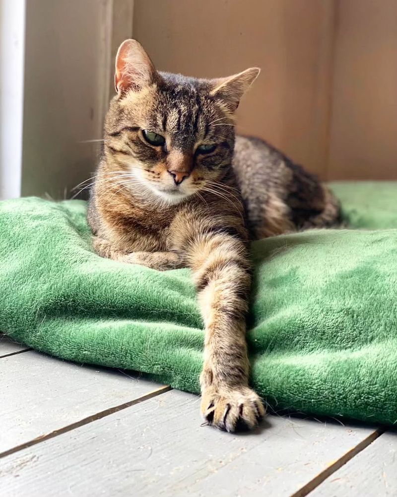 A tabby cat with brown and black stripes is lying on a green blanket, looking at the camera.
