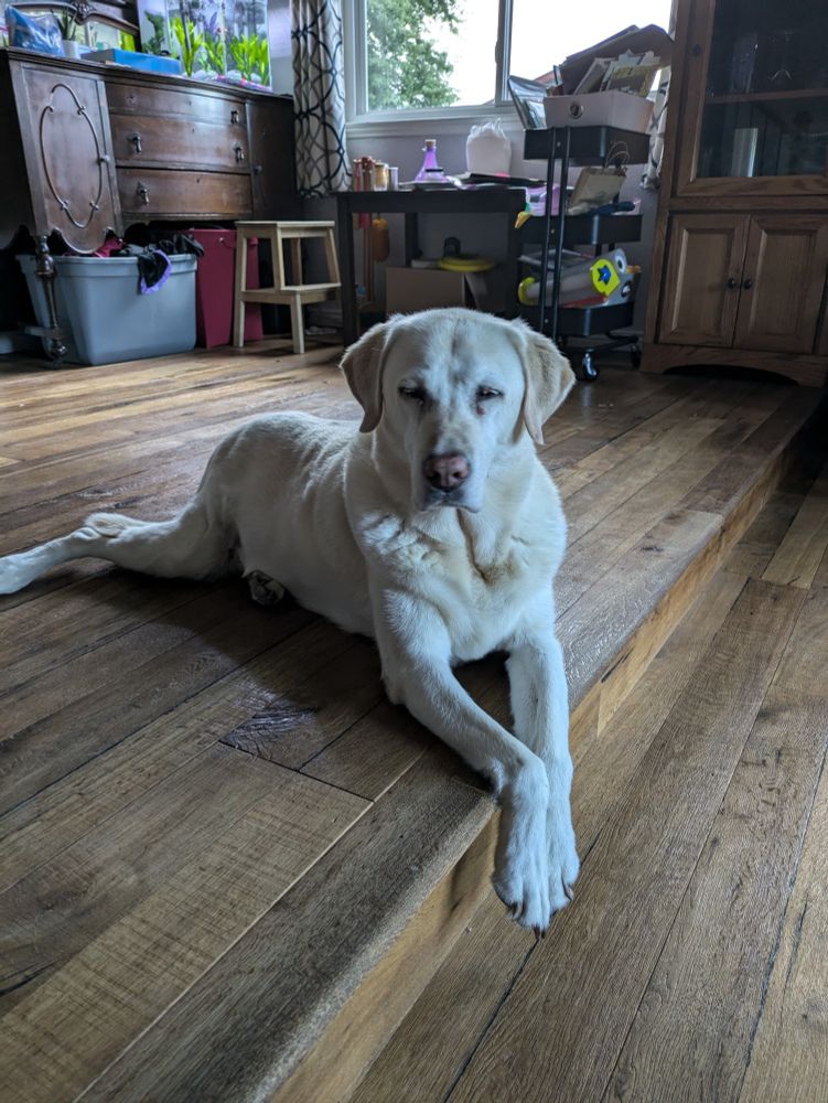 White lab, paws draped over the edge of a step, eyes mostly closed