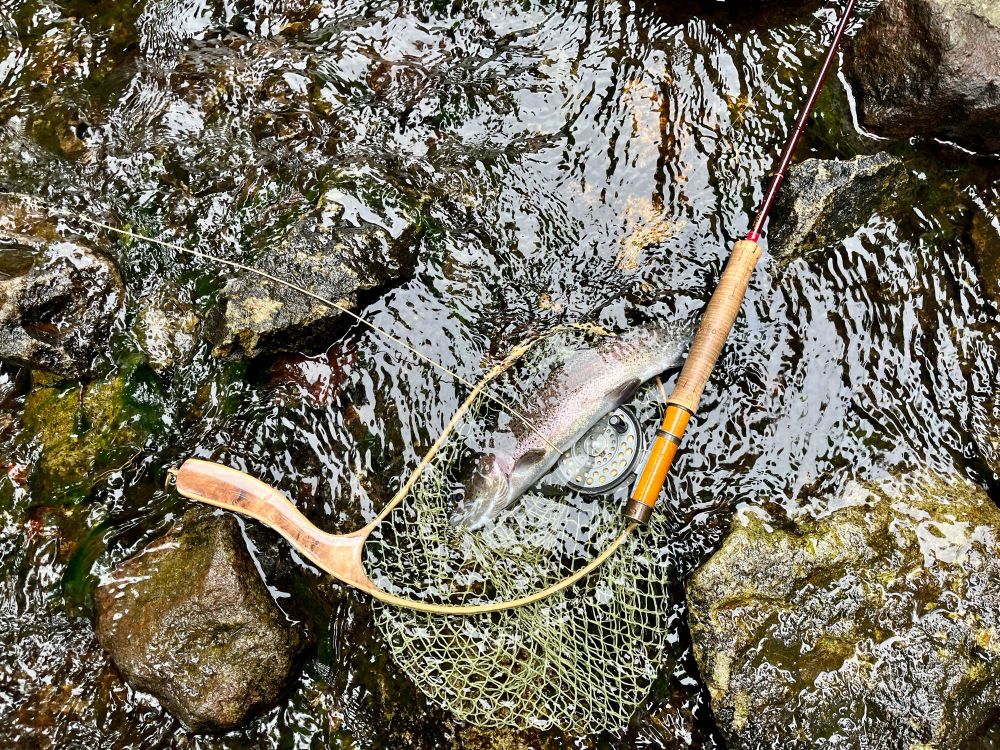 ニジマス　（レインボートラウト）