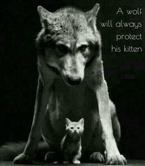 A wolf standing protectively over a kitten. 
With the words, a wolf will always protect his kitten.