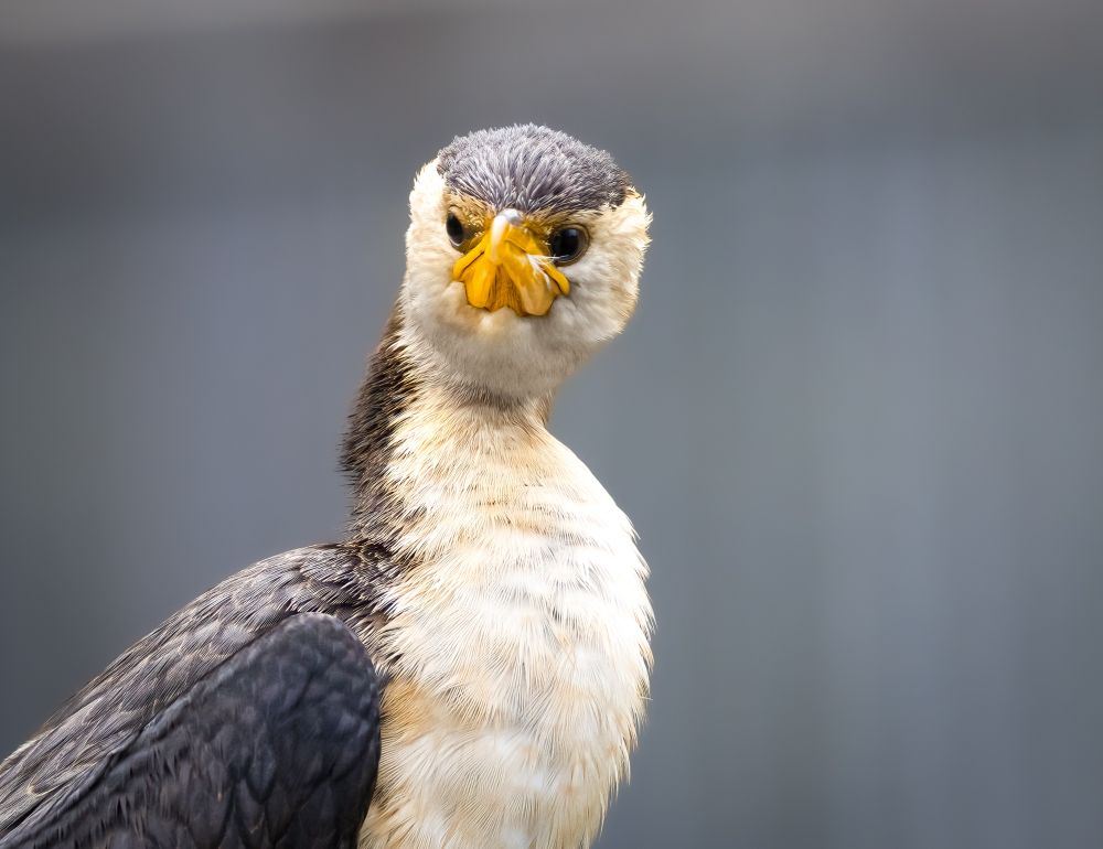An adult little pied cormorant (Microcarbo melanoleucos) is captured in a medium shot, facing slightly right but looking directly at the camera. Its head is tilted slightly, giving it an inquisitive expression. The cormorant's plumage consists of a dark grey cap extending down its neck and dark grey wings, contrasting with its clean white chest and belly. Its most striking features are its bright yellow-orange beak and the matching yellow skin around its eyes, which stand out against its dark eyes. The background is a soft, out-of-focus grey, allowing the bird to be the central focus of the image.
