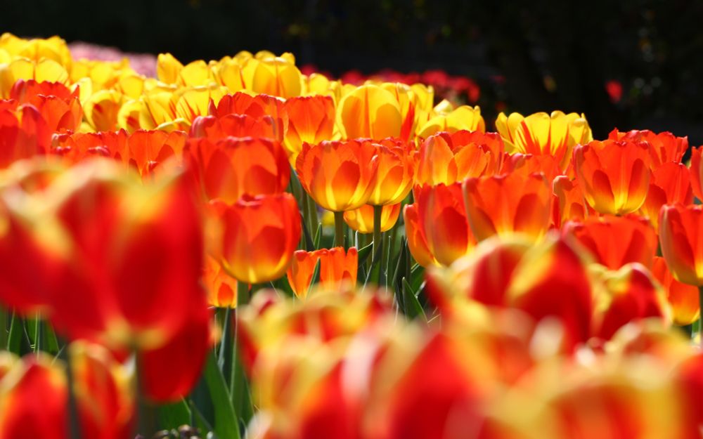 Ein Beet mit sonnenbeschienenen rot-gelben Tulpen