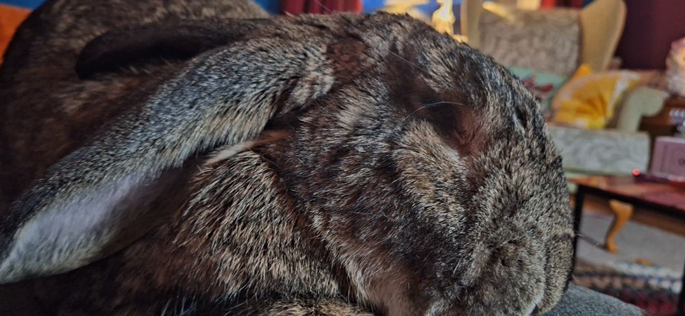 A large, blind, grey, rabbit.
