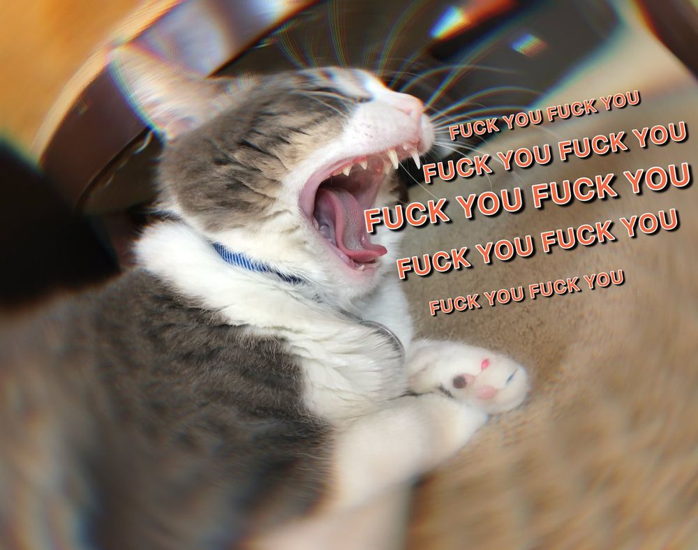 cat screaming FUCK YOU