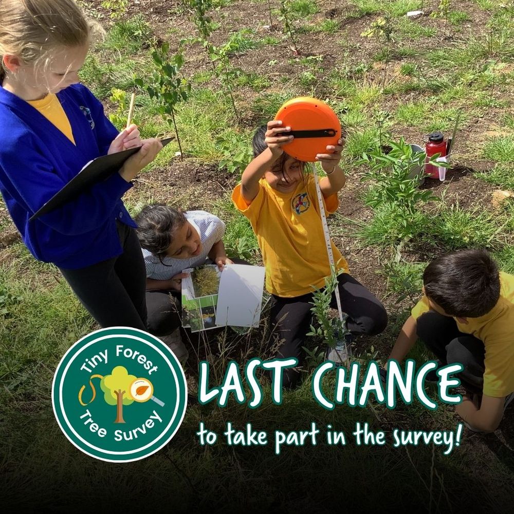Three children are engaged in measuring small tree saplings in a Tiny Forest. One child is standing and writing notes on a clipboard, while two others are kneeling; one holds a measuring tape, and another looks at a booklet. A logo with "Tiny Forest Tree Survey" and text saying "LAST CHANCE to take part in the survey!" is visible in the bottom left corner.