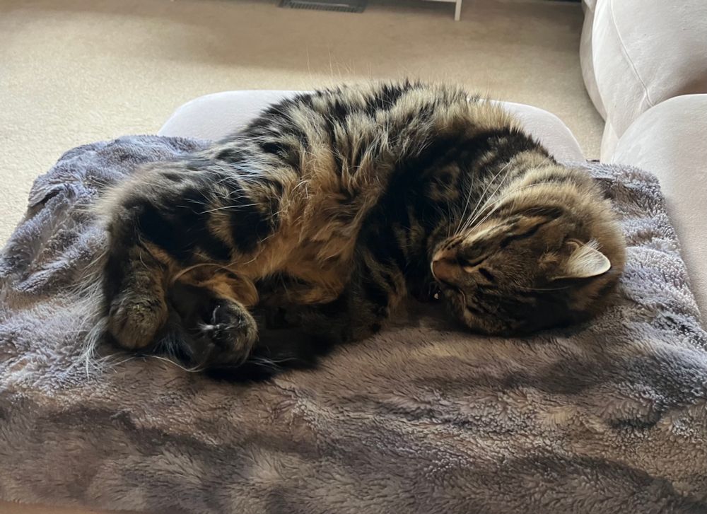 A long haired tabby cat sleeping peacefully on a folded blanket on a couch