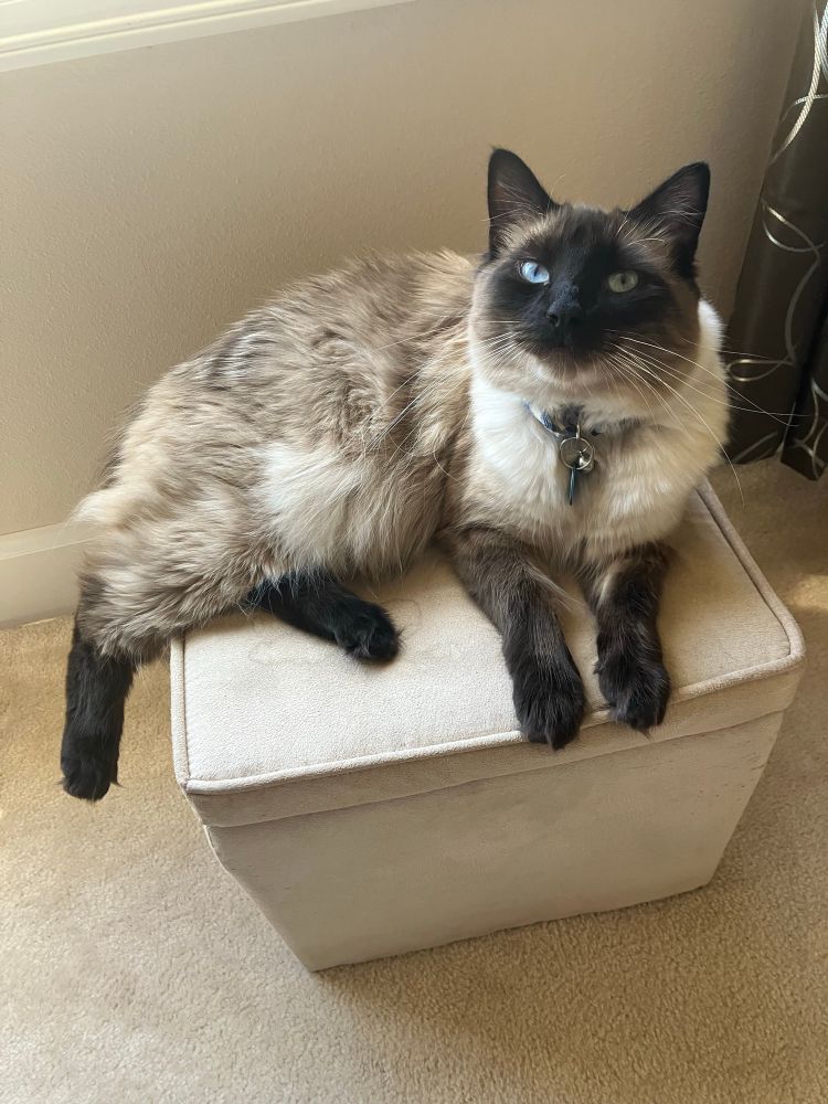 A ragdoll mix cat with blue eyes lounging