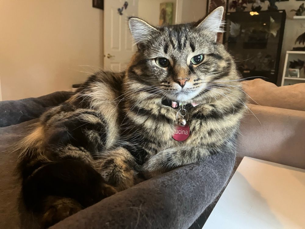 Picture of a tabby cat
