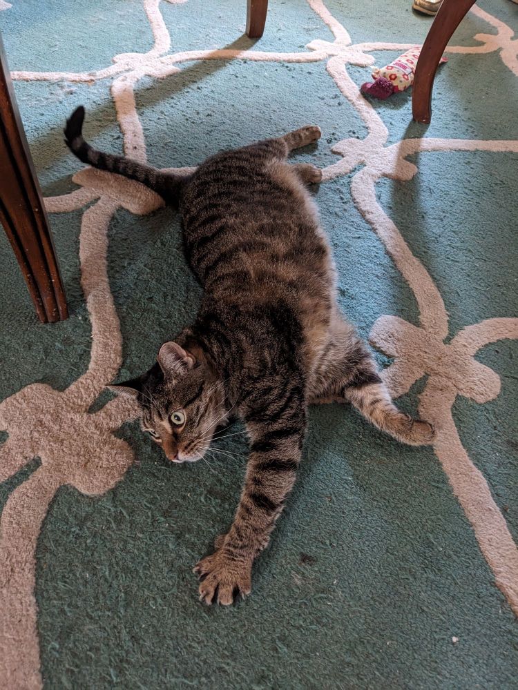 Wharton the cat stretched out on a rug and wild eyed