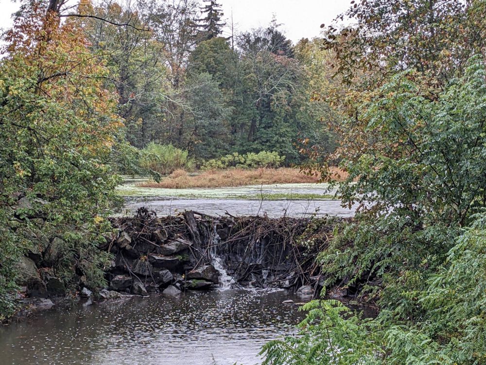 Pretty nature scene; wooded pond with a small waterfall in the foreground