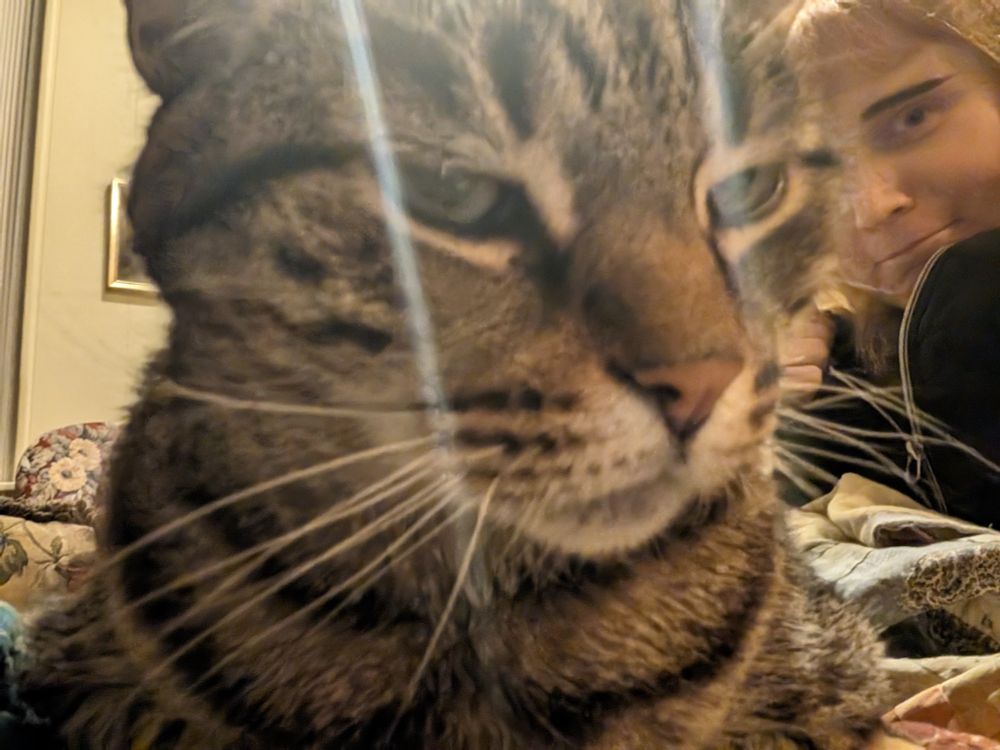 Very close selfie photo of kinda disgruntled Wharton The Cat and kinda disgruntled Gwyndolin in the background