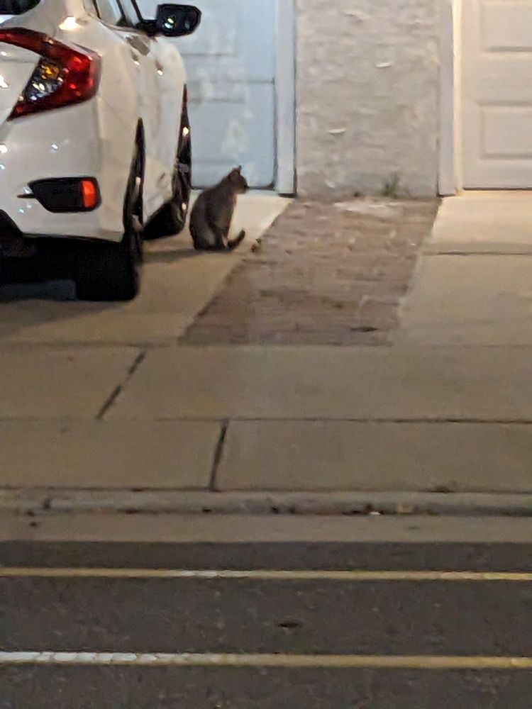 Cat #4

Tabby perched next to car across the street