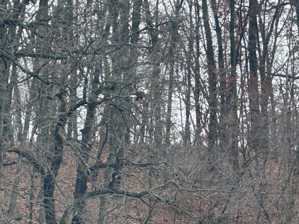 A bald eagle perched in a tree keeping an eye out for crows