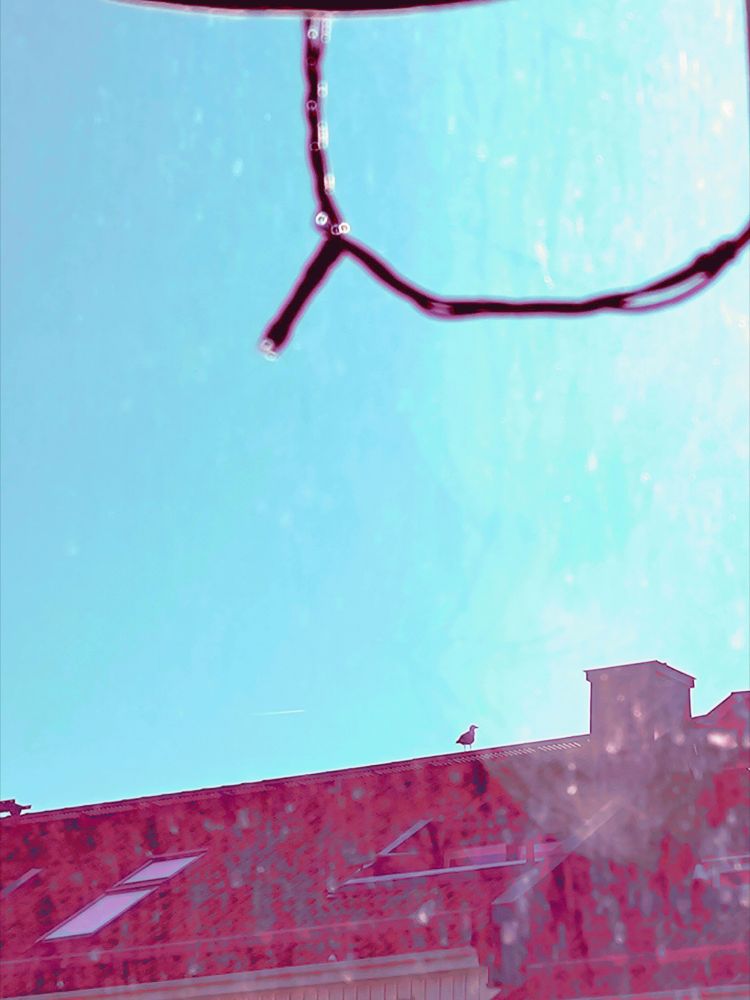 Through a window, a lonely seabird on a roof. Hanging in the window, a thin light garland.