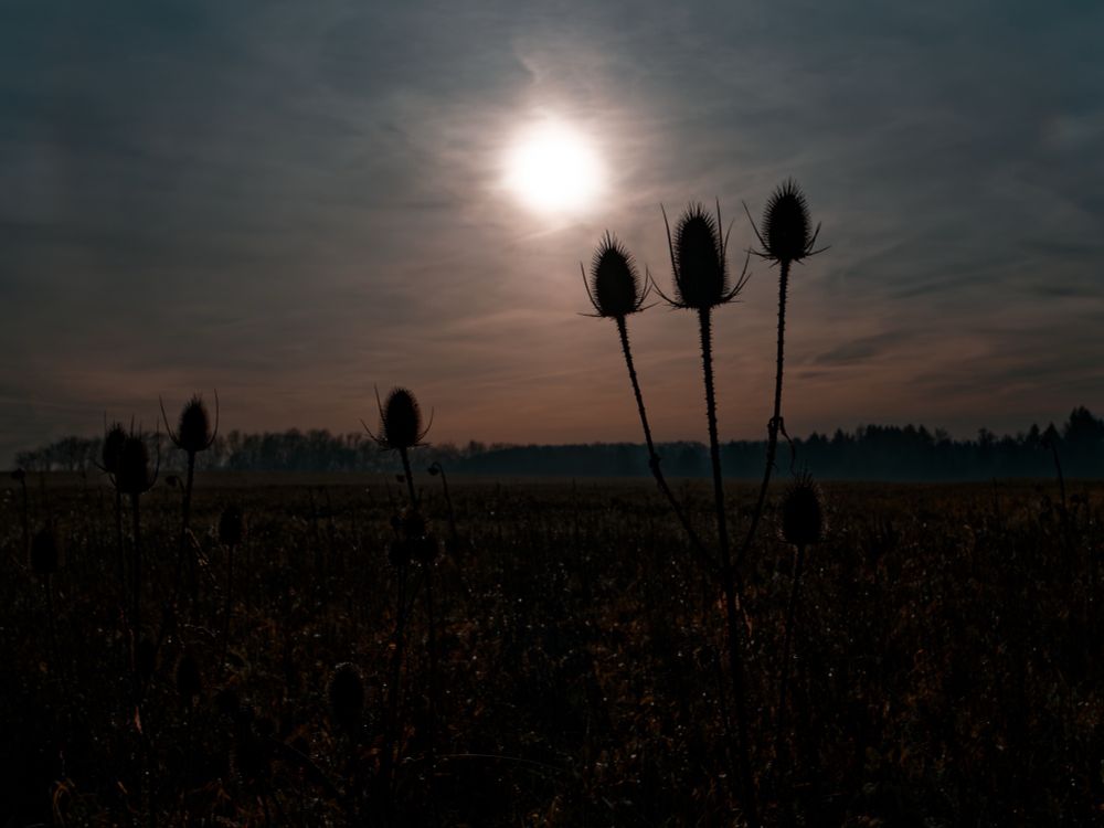 Silhouetted teasel plants rising from a dark meadow beneath a hazy sun, with a distant tree line on the horizon and a muted, atmospheric sky creating a calm, contemplative mood.