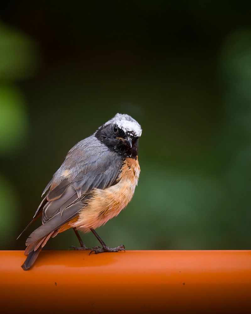 A male Common Redstart perches on a vibrant orange railing, facing the camera. The bird displays a striking combination of black, grey, and burnt-orange plumage, with a distinctive white patch on its head. The background is a soft, out-of-focus green, highlighting the bird’s vivid colors and intense gaze.
