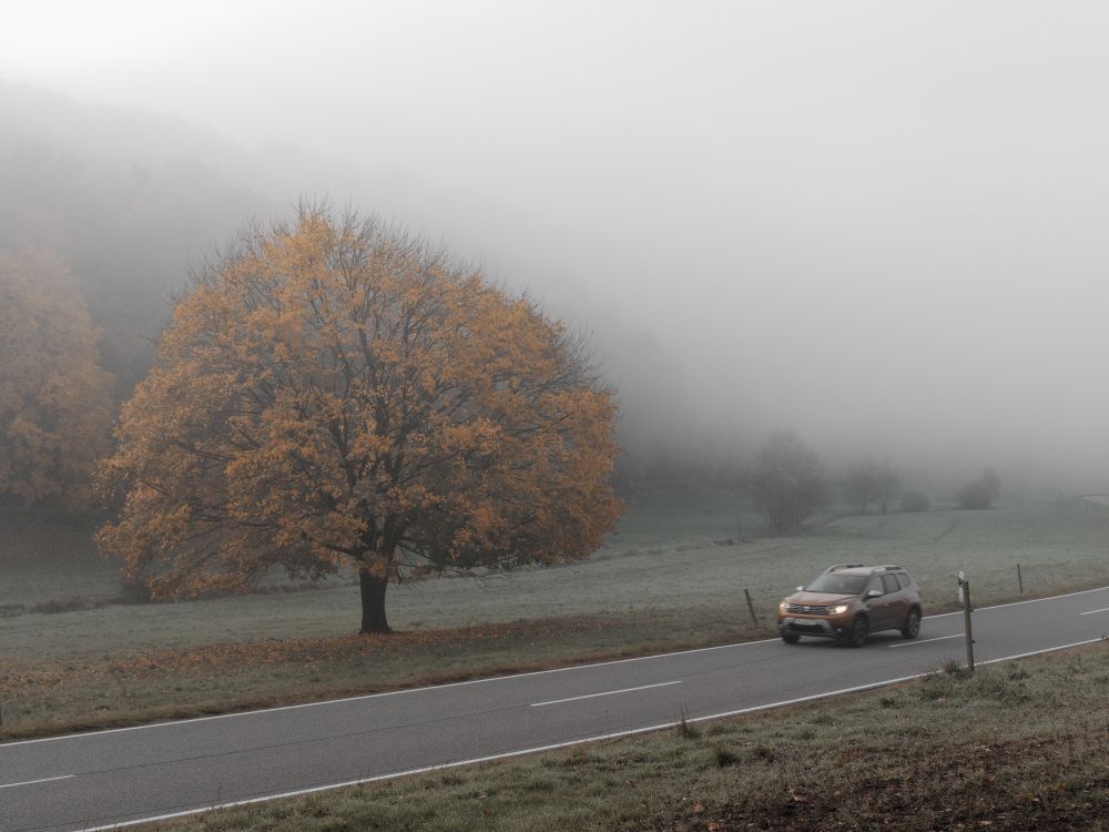 A lone tree with orange autumn leaves stands in a foggy landscape, while a brown SUV drives along a quiet country road in the foreground. The dense mist softens the background hills and creates a calm, muted atmosphere.
