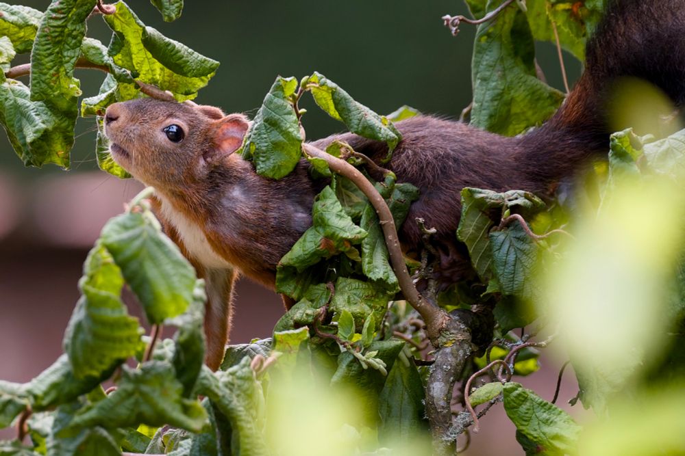 A red squirrel climbing through a hazel bush with curled green leaves, its curious face peeking out while its body stretches along the branches, set against a softly blurred background.