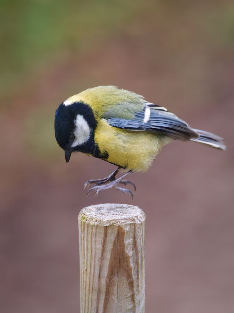 A great tit caught mid-air as it hops onto a wooden post, its yellow and green plumage sharply detailed against a softly blurred, earthy background.