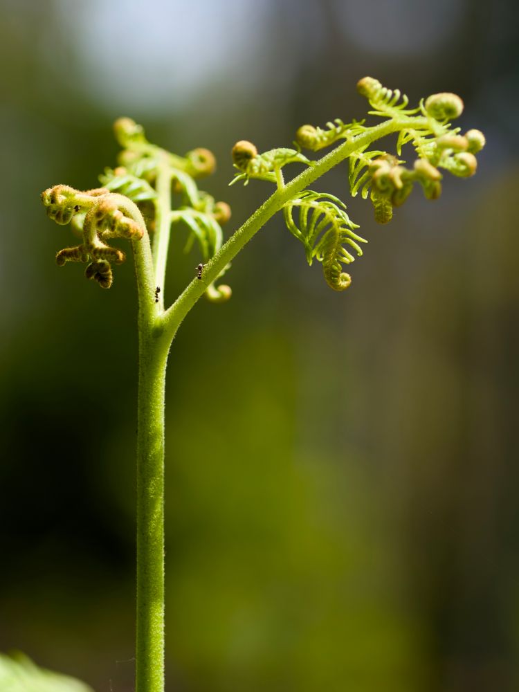 A close-up of a young fern frond unfurling, its tender green coils illuminated by soft sunlight. Tiny hairs and two ants are visible on the stem, while the background fades into a smooth, natural blur of greens and browns, evoking a tranquil forest setting.