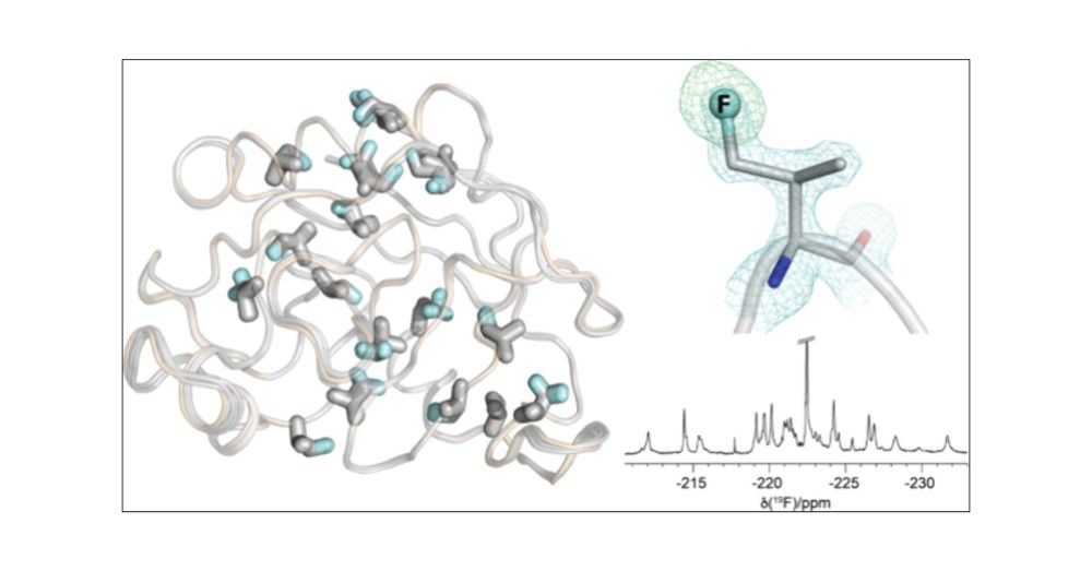 1.3 Å Crystal Structure of E. coli Peptidyl–Prolyl Isomerase B with Uniform Substitution of Valine by (2S,3S)-4-Fluorovaline Reveals Structure Conservation and Multiple Staggered Rotamers of CH2F Groups