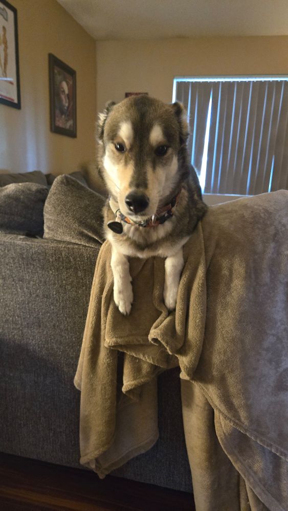 A husky shepherd mix dog looking over the back of a couch at the camera with her ears tucked back. 