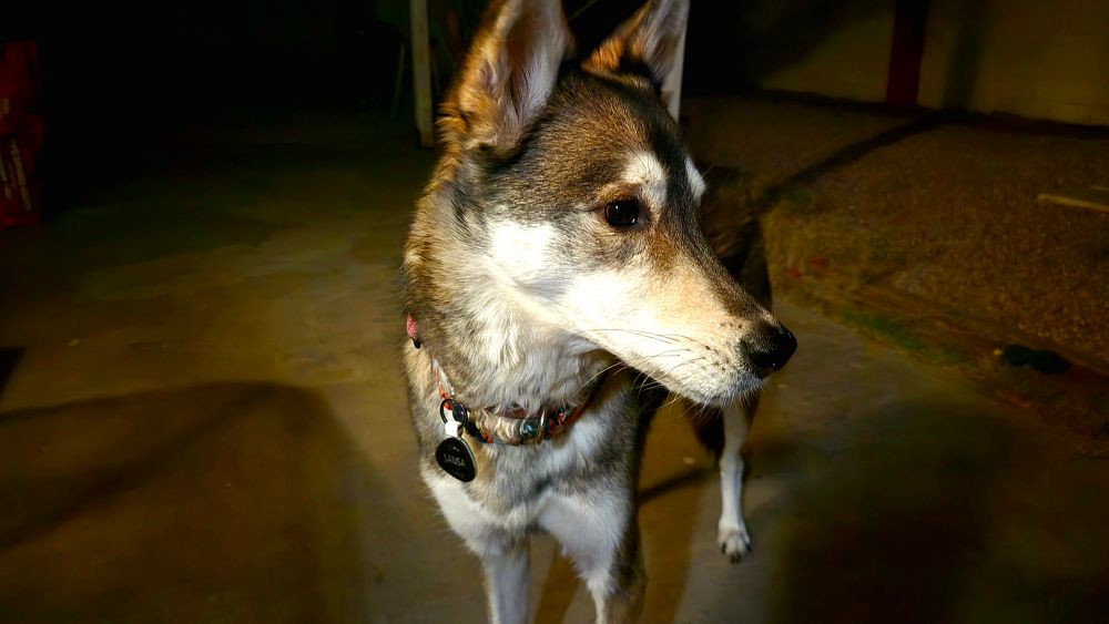 A siberian husky german shepherd mix dog stares off to the right of camera