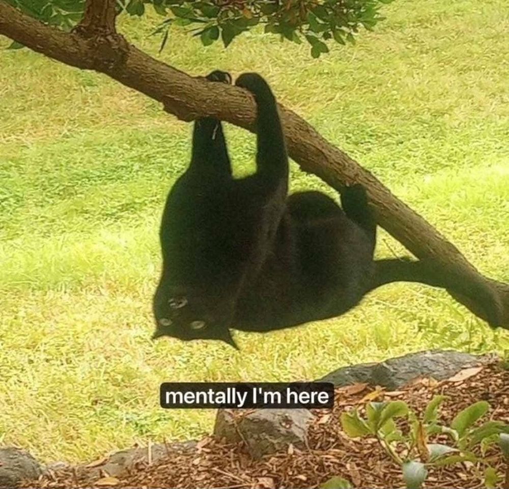 Black cat is hanging upside down from a tree branch. The caption "mentally I'm here" is just under the cat. The cat is making a mildly psychotic expression. 
