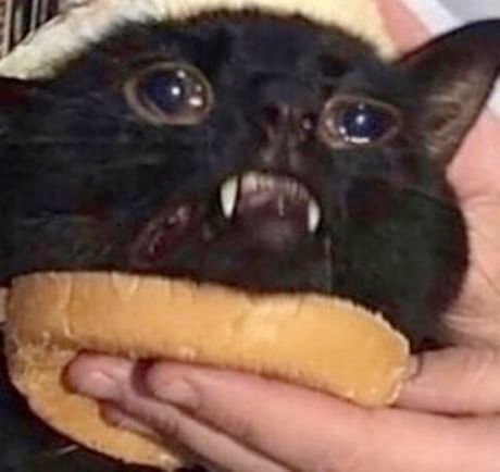 sad cat is idiot sandwich