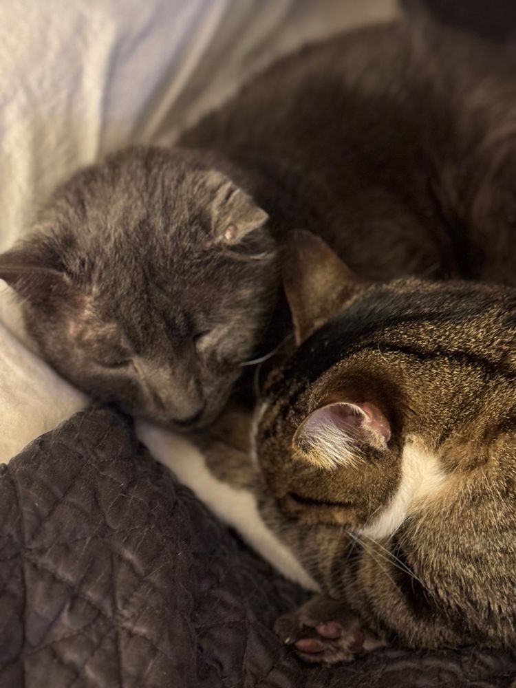 Two cute kitties snuggling with each other one is a grey Russian blue and the other is a brown striped tabby 