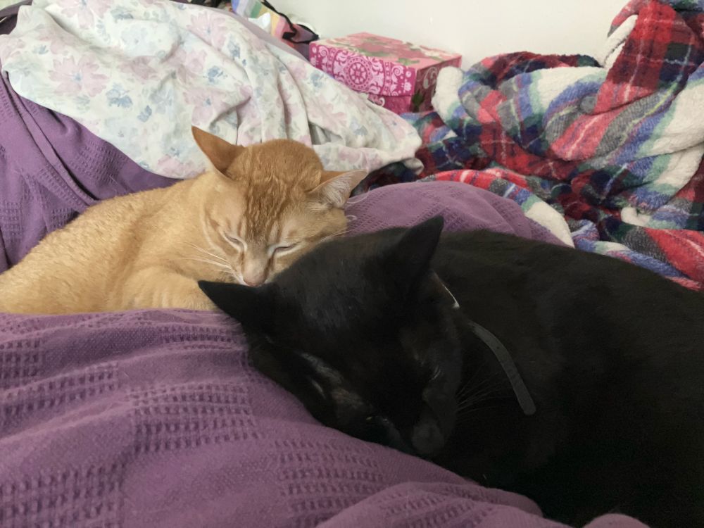 An orange cat and a black cat curled up on a purple blanket 