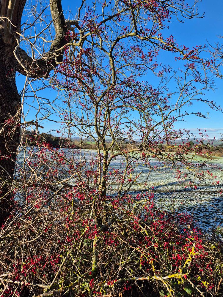 a hawthorn with bright red berries and no leaves against a background of a snow covered field and a blue sky, long shadows are vast by the bright sun 