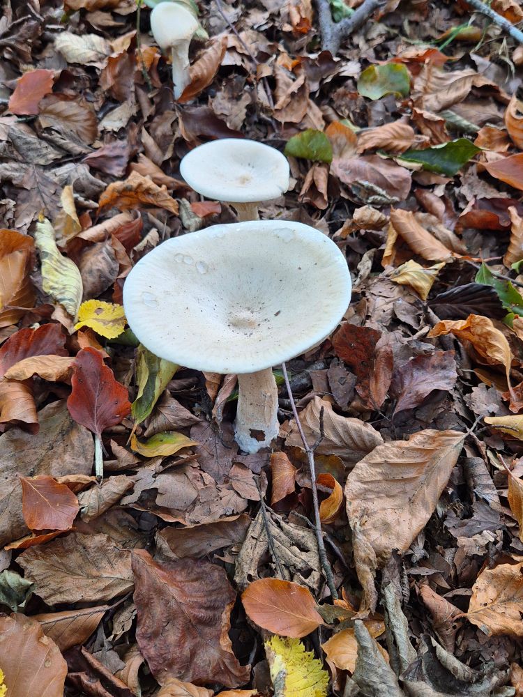 milkcap mushrooms (lactifuus piperatus) milk white and perfect dish shaped circles against a background of autumn leaves 