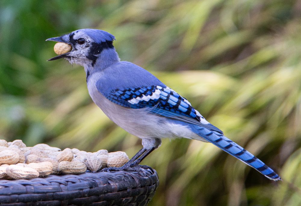 photo shows a blue jay sitting on the edge of a table covered with peanuts with a peanut in its mouth