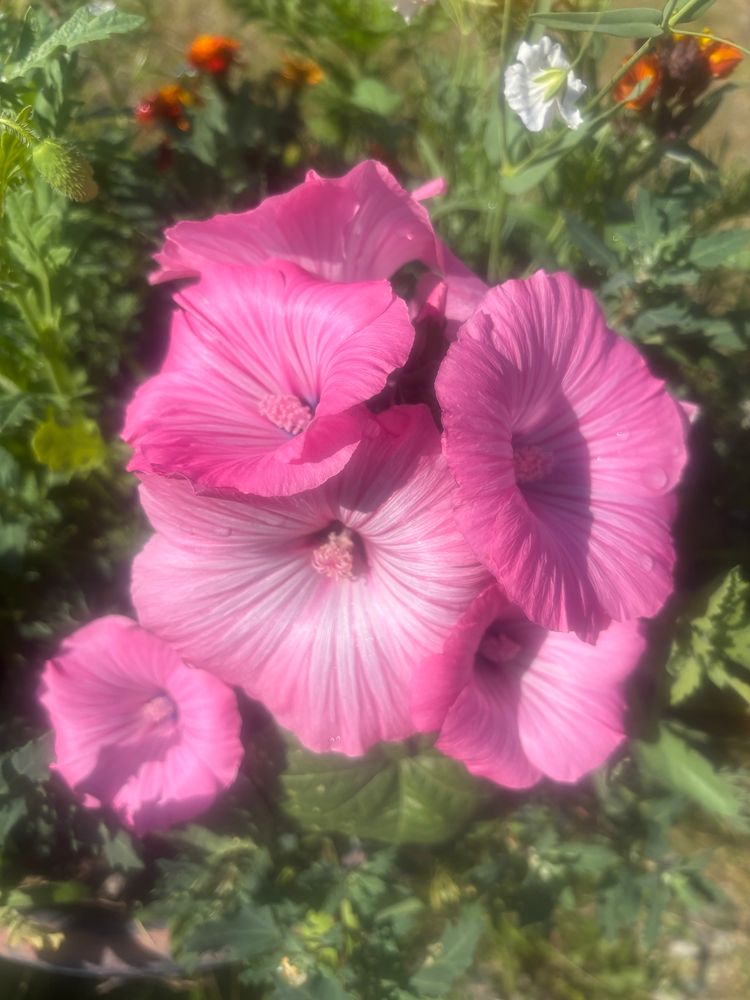 A rose mallow being awesome