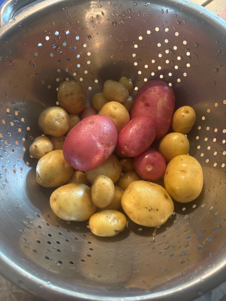 I grew these potatoes, because nature is dope, self reliance is praxis, and fuck capitalism 