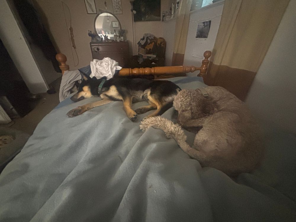 Ted and Audrey cuddling on the bed, all tuckered out 
