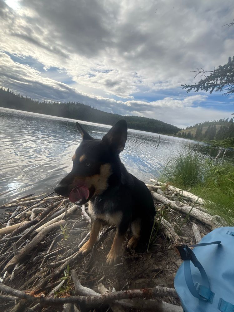 A medium brown and black yukon special besides a lake and a blue rollbag, clearly pissed that I am using both hands to fish, leaving none to throw his mfing stick for thr 10,000th time today 
